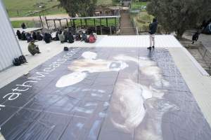 Activists occupy the rooftop of Strath Meats slaughterhouse - In September 2018, activists from Farm Transparency Project (then Aussie Farms) occupied the roof of Strath Meats in South Australia, a facility which featured heavily in Dominion. The action gained significant news coverage and shut down operations for a full day. Activists remained on the roof for 18 hours before coming down voluntarily after the slaughterhouse surrendered a sheep who would otherwise have been killed. - Captured at Strath Meats, Strathalbyn SA Australia.