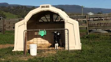 Bobby calf in pen - A bobby calf in a small cage on a Tasmanian Dairy farm - Captured at TAS.