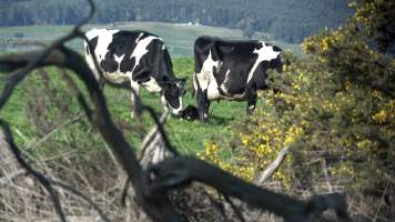 Two mother cows with a newborn calf - Two mother cows standing around a newborn calf on a Tasmanian dairy farm. - Captured at TAS.