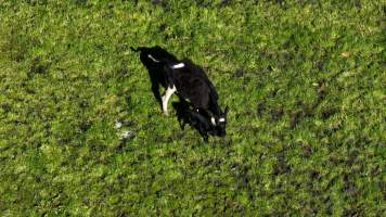 Mother and newborn calf - A mother and her newborn calf on a Tasmanian dairy farm - Captured at TAS.