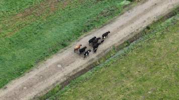 Mother cows walk alongside two newborn calves - Mother cows are herded to a milking parlour, where their newborn calves are taken from them, on a Tasmanian dairy farm. - Captured at TAS.