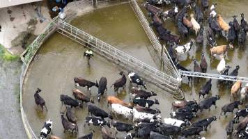 Workers separate a newborn calf from their mother in a corral at the milking shed - Female cows are artificially inseminated multiple times a year, so that they can continue to be milked every day. When they give birth, they bond with their babies immediately, only to have them ripped away from them, usually within hours, so that humans can take their milk to be sold. 
 - Captured at TAS.