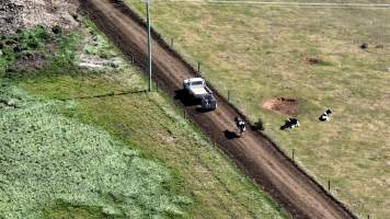 A mother cow chases after a trailer carrying her newborn calves - Female cows are artificially inseminated multiple times a year, so that they can continue to be milked every day. When they give birth, they bond with their babies immediately, only to have them ripped away from them, usually within hours, so that humans can take their milk to be sold. 
 - Captured at TAS.