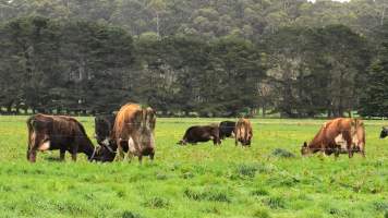 Dairy cows in a paddock on a Tasmanian dairy farm - Captured at TAS.