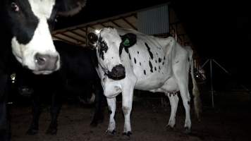 Dairy cows in the holding pens at a Victorian slaughterhouse - At 4-7-year old, dairy cows are sent to slaughter, exhausted from a constant cycle of pregnancy, birth and separation and worn out from the endless pain and discomfort of having milk, intended for her missing babies, sucked from her body by machines. - Captured at VIC.