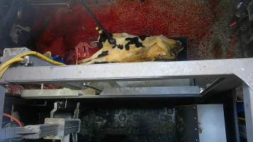 A dairy cow is tipped out of the knockbox and has her throat slit at a Victorian slaughterhouse - At 4-7-year old, dairy cows are sent to slaughter, exhausted from a constant cycle of pregnancy, birth and separation and worn out from the endless pain and discomfort of having milk, intended for her missing babies, sucked from her body by machines.