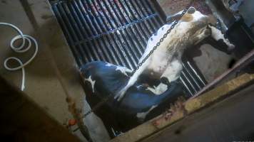 A dairy cow is tipped out of the knockbox and has her throat slit at a Victorian slaughterhouse - At 4-7-year old, dairy cows are sent to slaughter, exhausted from a constant cycle of pregnancy, birth and separation and worn out from the endless pain and discomfort of having milk, intended for her missing babies, sucked from her body by machines.