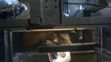 Knockbox - Screenshots taken from hidden cameras installed above the unloading ramp, race, cow knockbox and cow kill room at Gathercole's Wangaratta slaughterhouse. - Captured at Gathercole's Wangaratta Abattoir, Wangaratta VIC Australia.