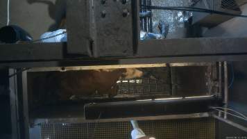 Knockbox - Screenshots taken from hidden cameras installed above the unloading ramp, race, cow knockbox and cow kill room at Gathercole's Wangaratta slaughterhouse. - Captured at Gathercole's Wangaratta Abattoir, Wangaratta VIC Australia.