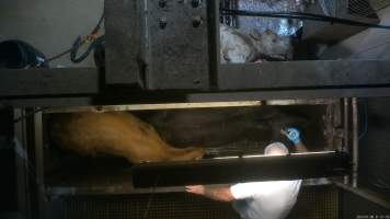 Knockbox - Screenshots taken from hidden cameras installed above the unloading ramp, race, cow knockbox and cow kill room at Gathercole's Wangaratta slaughterhouse. - Captured at Gathercole's Wangaratta Abattoir, Wangaratta VIC Australia.