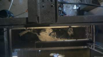 Knockbox - Screenshots taken from hidden cameras installed above the unloading ramp, race, cow knockbox and cow kill room at Gathercole's Wangaratta slaughterhouse. - Captured at Gathercole's Wangaratta Abattoir, Wangaratta VIC Australia.