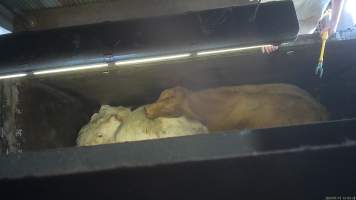 Knockbox - Screenshots taken from hidden cameras installed above the unloading ramp, race, cow knockbox and cow kill room at Gathercole's Wangaratta slaughterhouse. - Captured at Gathercole's Wangaratta Abattoir, Wangaratta VIC Australia.