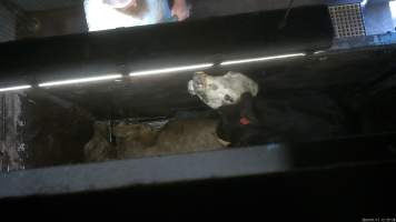 Knockbox - Screenshots taken from hidden cameras installed above the unloading ramp, race, cow knockbox and cow kill room at Gathercole's Wangaratta slaughterhouse. - Captured at Gathercole's Wangaratta Abattoir, Wangaratta VIC Australia.