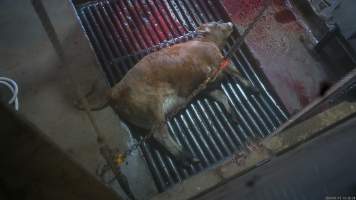 Kill room - Screenshots taken from hidden cameras installed above the unloading ramp, race, cow knockbox and cow kill room at Gathercole's Wangaratta slaughterhouse. - Captured at Gathercole's Wangaratta Abattoir, Wangaratta VIC Australia.