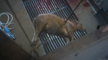 Kill room - Screenshots taken from hidden cameras installed above the unloading ramp, race, cow knockbox and cow kill room at Gathercole's Wangaratta slaughterhouse. - Captured at Gathercole's Wangaratta Abattoir, Wangaratta VIC Australia.