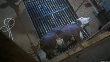 Kill room - Screenshots taken from hidden cameras installed above the unloading ramp, race, cow knockbox and cow kill room at Gathercole's Wangaratta slaughterhouse. - Captured at Gathercole's Wangaratta Abattoir, Wangaratta VIC Australia.