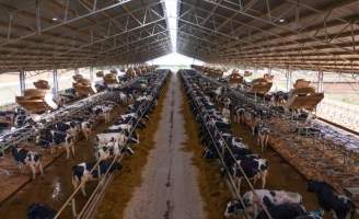 Intensive dairy shed - The Clymo's (