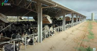 Intensive dairy shed - The Clymo's (