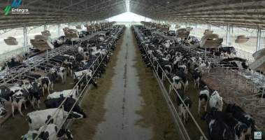 Intensive dairy shed - The Clymo's (