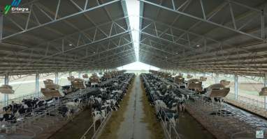 Intensive dairy shed - The Clymo's (
