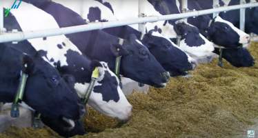 Intensive dairy shed - The Clymo's (