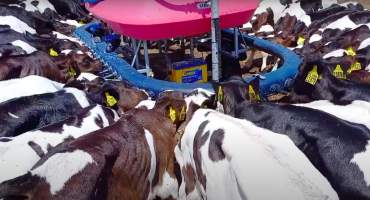 Calves drinking formula on intensive dairy farm - The Clymo's (