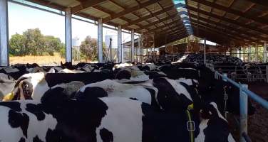 Cows waiting to be milked on an intensive dairy farm - The Clymo's (