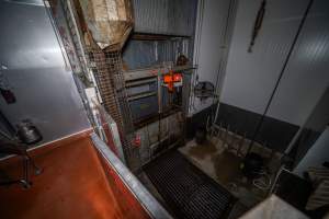 Cattle knockbox and tip-out grate - Seen from upper level of kill room - Captured at Gathercole's Wangaratta Abattoir, Wangaratta VIC Australia.