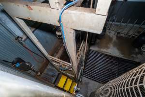 Cattle knockbox and tip-out grate - Seen from upper level of kill room - Captured at Gathercole's Wangaratta Abattoir, Wangaratta VIC Australia.