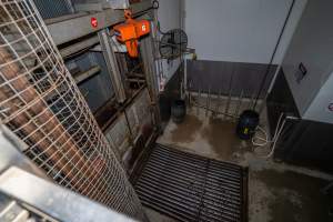 Cattle knockbox and tip-out grate - Seen from upper level of kill room - Captured at Gathercole's Wangaratta Abattoir, Wangaratta VIC Australia.