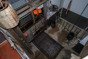 Cattle knockbox and tip-out grate - Seen from upper level of kill room - Captured at Gathercole's Wangaratta Abattoir, Wangaratta VIC Australia.