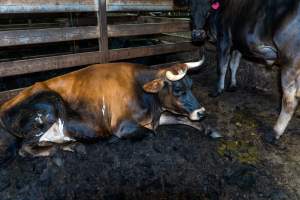 Steers in holding pen - Ear tags indicate they are named Dan and Tim - Captured at Gathercole's Wangaratta Abattoir, Wangaratta VIC Australia.