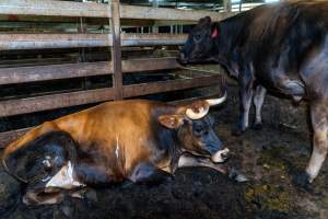 Steers in holding pen - Ear tags indicate they are named Dan and Tim - Captured at Gathercole's Wangaratta Abattoir, Wangaratta VIC Australia.