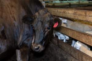 Steer named Dan in holding pen - Captured at Gathercole's Wangaratta Abattoir, Wangaratta VIC Australia.