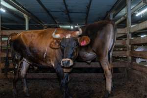 Steers in holding pen - Ear tags indicate they are named Dan and Tim - Captured at Gathercole's Wangaratta Abattoir, Wangaratta VIC Australia.