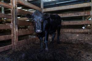 Steer in holding pen - Captured at Gathercole's Wangaratta Abattoir, Wangaratta VIC Australia.