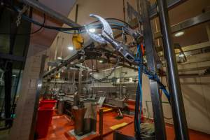 Sheep/pig processing room - Captured at Gathercole's Wangaratta Abattoir, Wangaratta VIC Australia.