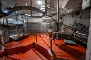 V restraint and scalding tank - Captured at Gathercole's Wangaratta Abattoir, Wangaratta VIC Australia.