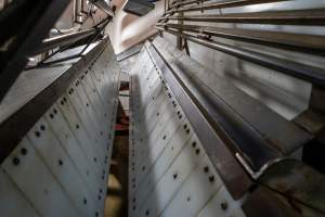 V restraint for sheep, pigs and goats - Captured at Gathercole's Wangaratta Abattoir, Wangaratta VIC Australia.