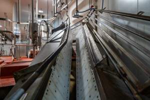 V restraint for sheep, pigs and goats - Captured at Gathercole's Wangaratta Abattoir, Wangaratta VIC Australia.