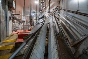 V restraint for sheep, pigs and goats - Captured at Gathercole's Wangaratta Abattoir, Wangaratta VIC Australia.