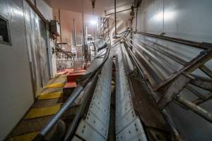 V restraint for sheep, pigs and goats - Captured at Gathercole's Wangaratta Abattoir, Wangaratta VIC Australia.