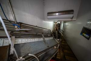 V restrainer and race for sheep, pigs and goats - Captured at Gathercole's Wangaratta Abattoir, Wangaratta VIC Australia.