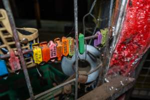 Ear tags from dead animals - Kept as mementos on a gate near the start of the sheep/pig/goat race. - Captured at Gathercole's Wangaratta Abattoir, Wangaratta VIC Australia.