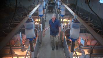 'Thumping' of runt or weak piglets - Screenshot from hidden camera footage.
The runts of the litter, and any piglets who seem sick or weak, are not given treatment or care, because that would cost more time and money than pig farms can be bothered investing. Instead, these piglets are picked up by their back legs, and slammed head-first onto the floor, not a metre away from their mothers who watch on helplessly. In large piggeries, like Midland Bacon near Stanhope, this happens every morning. - Captured at Midland Bacon, Carag Carag VIC Australia.