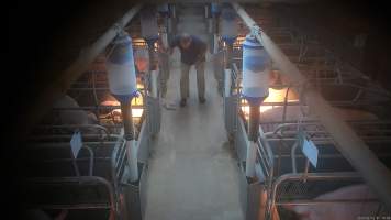 'Thumping' of runt or weak piglets - Screenshot from hidden camera footage.
The runts of the litter, and any piglets who seem sick or weak, are not given treatment or care, because that would cost more time and money than pig farms can be bothered investing. Instead, these piglets are picked up by their back legs, and slammed head-first onto the floor, not a metre away from their mothers who watch on helplessly. In large piggeries, like Midland Bacon near Stanhope, this happens every morning. - Captured at Midland Bacon, Carag Carag VIC Australia.