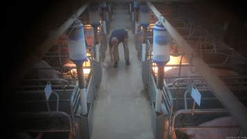 'Thumping' of runt or weak piglets - Screenshot from hidden camera footage.
The runts of the litter, and any piglets who seem sick or weak, are not given treatment or care, because that would cost more time and money than pig farms can be bothered investing. Instead, these piglets are picked up by their back legs, and slammed head-first onto the floor, not a metre away from their mothers who watch on helplessly. In large piggeries, like Midland Bacon near Stanhope, this happens every morning. - Captured at Midland Bacon, Carag Carag VIC Australia.