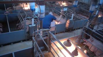 'Thumping' of runt or weak piglets - Screenshot from hidden camera footage.
The runts of the litter, and any piglets who seem sick or weak, are not given treatment or care, because that would cost more time and money than pig farms can be bothered investing. Instead, these piglets are picked up by their back legs, and slammed head-first onto the floor, not a metre away from their mothers who watch on helplessly. In large piggeries, like Midland Bacon near Stanhope, this happens every morning. - Captured at Midland Bacon, Carag Carag VIC Australia.