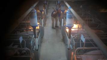 'Thumping' of runt or weak piglets - Screenshot from hidden camera footage.

The runts of the litter, and any piglets who seem sick or weak, are not given treatment or care, because that would cost more time and money than pig farms can be bothered investing. Instead, these piglets are picked up by their back legs, and slammed head-first onto the floor, not a metre away from their mothers who watch on helplessly. In large piggeries, like Midland Bacon near Stanhope, this happens every morning. - Captured at Midland Bacon, Carag Carag VIC Australia.