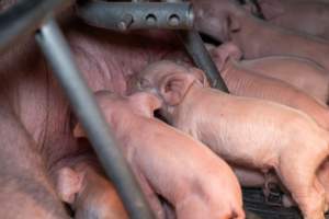 Piglets suckling from their mother - Captured at Midland Bacon, Carag Carag VIC Australia.